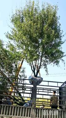 高度600厘米丛生五角枫