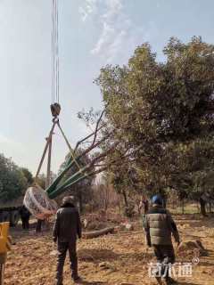 40公分(4杆)丛生香樟