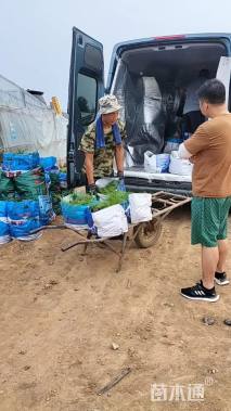 高度40厘米金边黄杨