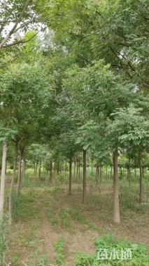 15公分国槐