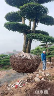 8公分造型小叶女贞