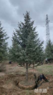 15公分青白扦云杉