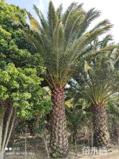 裸干高50厘米加拿利海枣