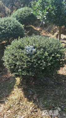 冠幅150厘米龟甲冬青球