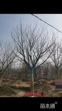 30公分朴树