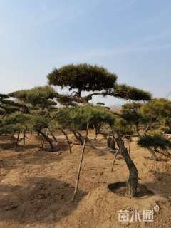 高度300厘米黑松