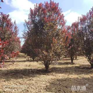 高度200厘米法国冬青