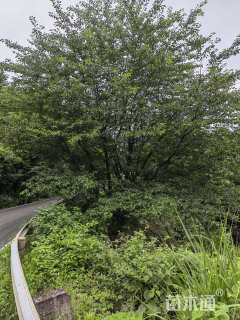 25公分日本早樱