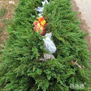 高度50厘米铺地柏