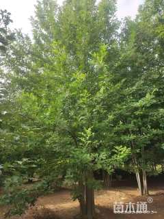 50公分(4杆)丛生娜塔栎