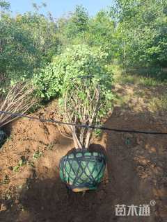 高度500厘米丛生黄栌