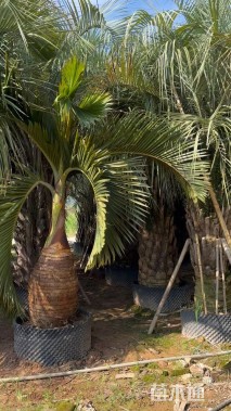 裸干高200厘米布迪椰子