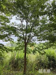 15公分榉树