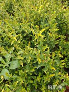 高度25厘米小叶女贞