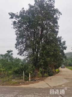 50公分椤木石楠