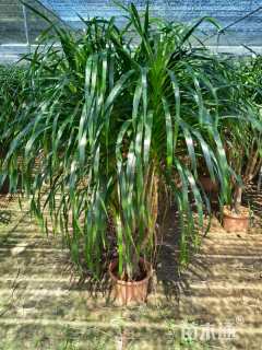 裸干高20厘米散尾葵