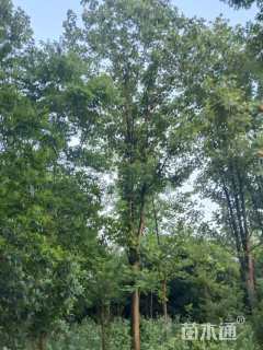 19公分北美鹅掌楸