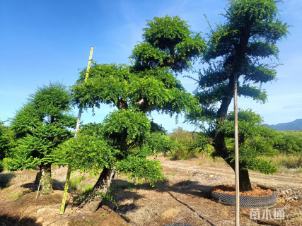 20公分造型榆树