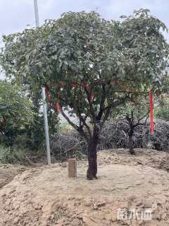 高度1.90厘米牡丹