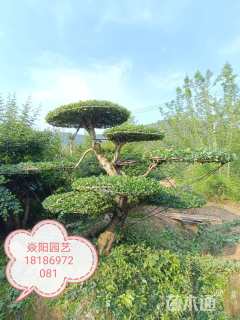 40公分对节白蜡