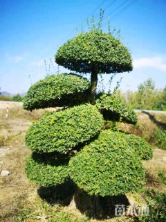 10公分造型对节白蜡