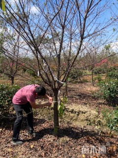 12公分牡丹樱花