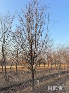 13公分彩叶豆梨