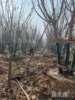 高度900厘米丛生五角枫