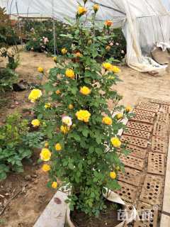 高度150厘米月季