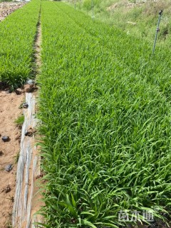 高度24厘米常绿萱草