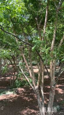 高度500厘米(6杆)丛生国槐