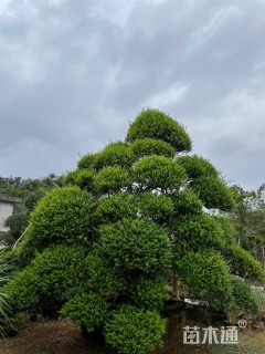 高度500厘米博兰