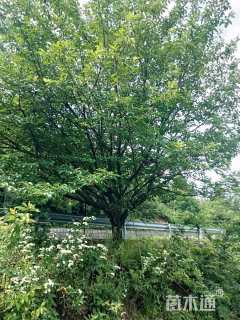 28公分日本早樱