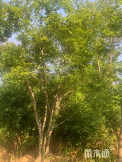 30公分(2杆)丛生朴树