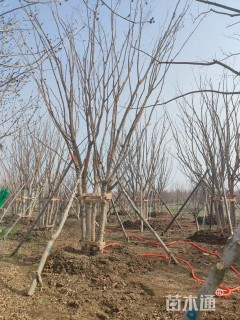 高度700厘米丛生五角枫