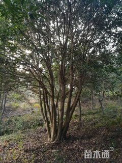 200公分红果冬青