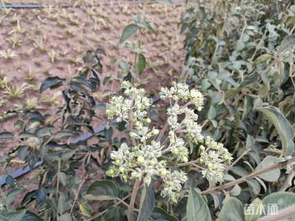 高度500厘米木绣球