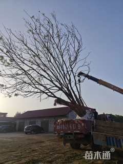 70公分丛生香樟