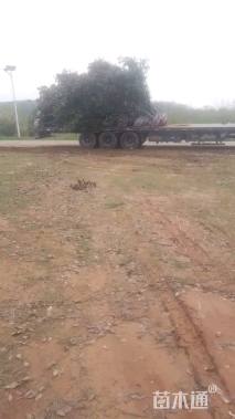 10公分红叶石楠