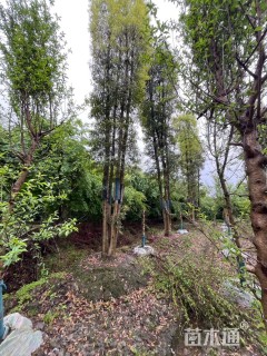 20公分金丝楠木