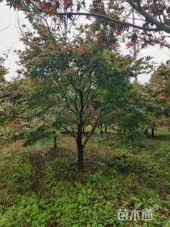 14公分中国红枫