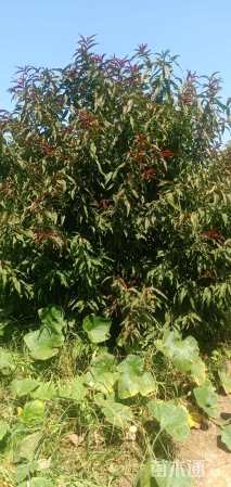 30公分红叶碧桃