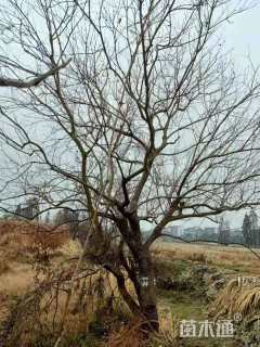 69公分丛生乌桕