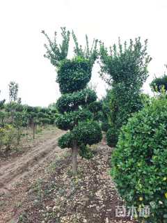 15公分造型卫矛