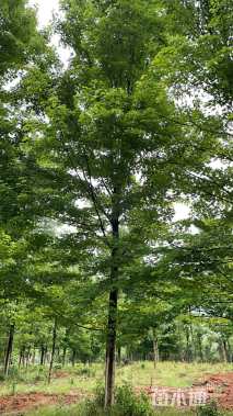 18公分美国红枫