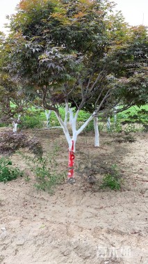 15公分日本红枫