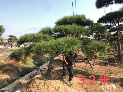 21公分造型黑松