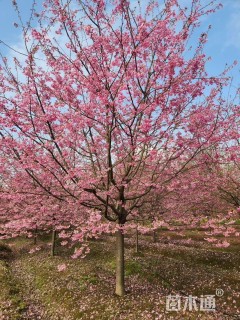 12公分红粉佳人樱