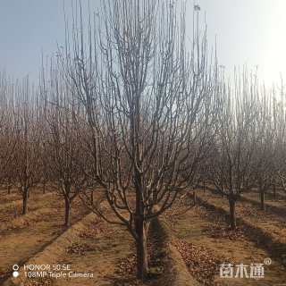 14公分八棱海棠