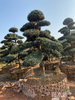 移栽苗造型罗汉松